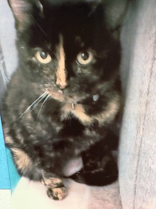 picture of the cat needing adoption