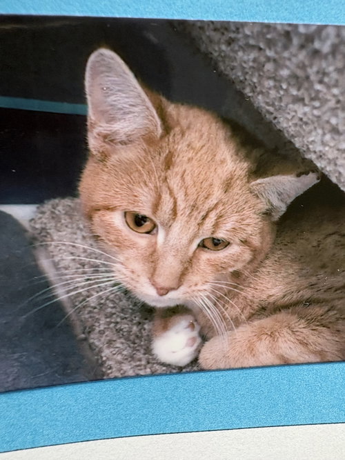 picture of the cat needing adoption