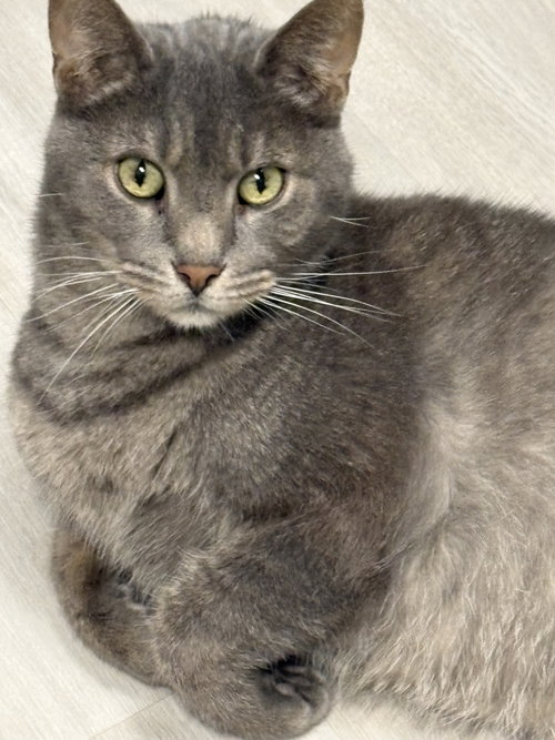 picture of the cat needing adoption