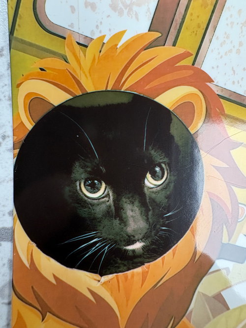 picture of the cat needing adoption