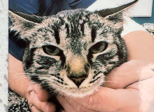 picture of the cat needing adoption