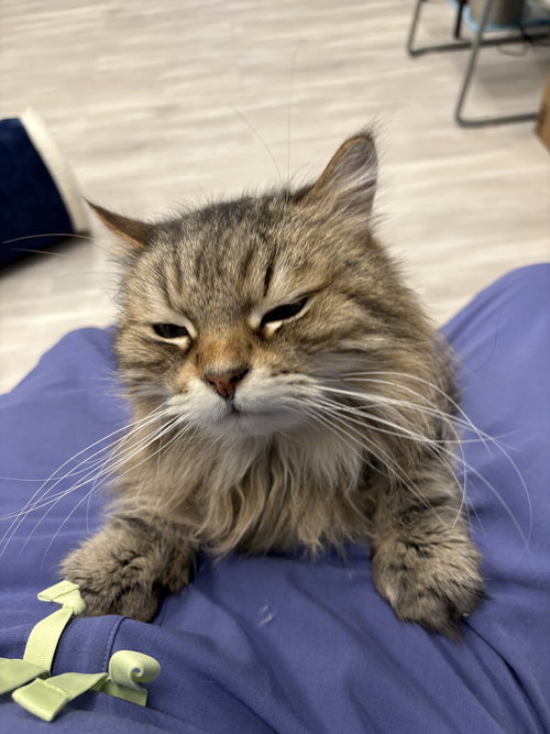 picture of the cat needing adoption