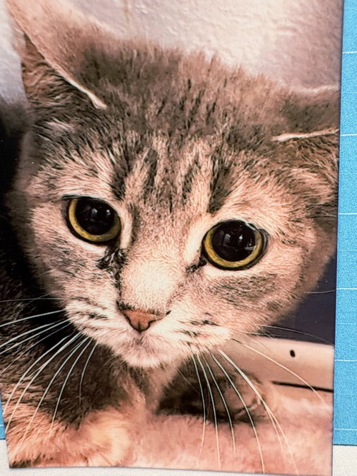 picture of the cat needing adoption