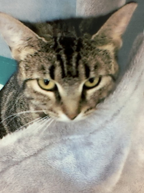 CASHEW - Domestic Short Hair for adoption in Pittsburgh