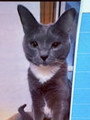 Fritzie - Photo 1