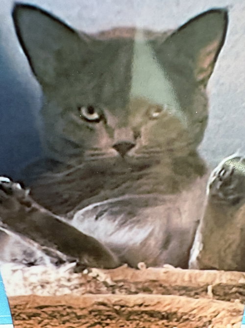 picture of the cat needing adoption