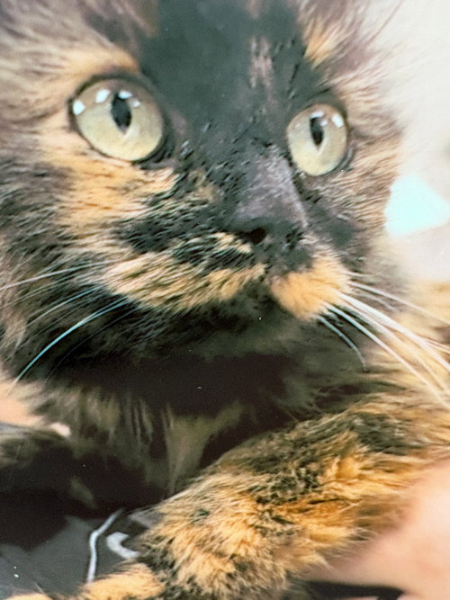 picture of the cat needing adoption