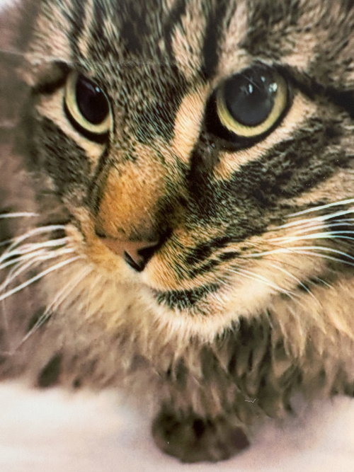 picture of the cat needing adoption