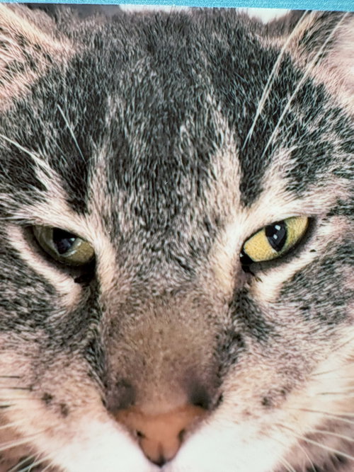 picture of the cat needing adoption