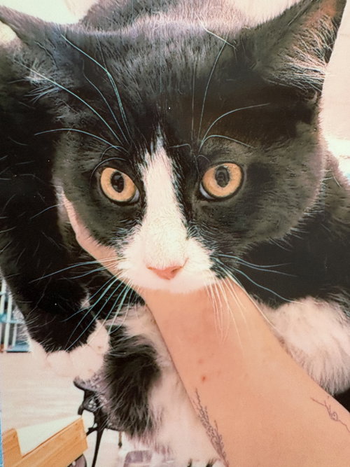 picture of the cat needing adoption