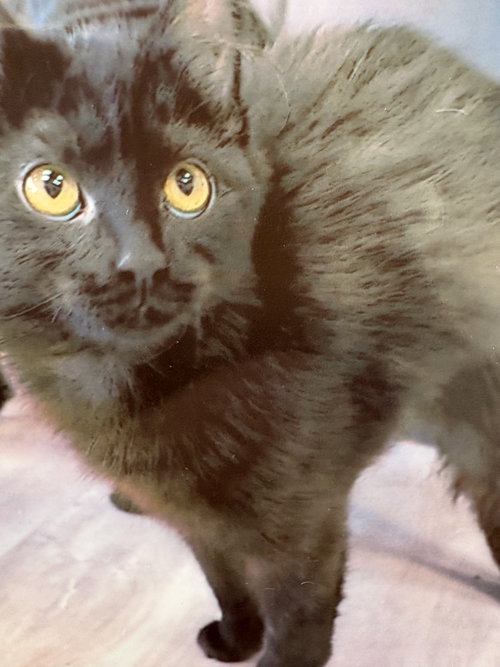 picture of the cat needing adoption