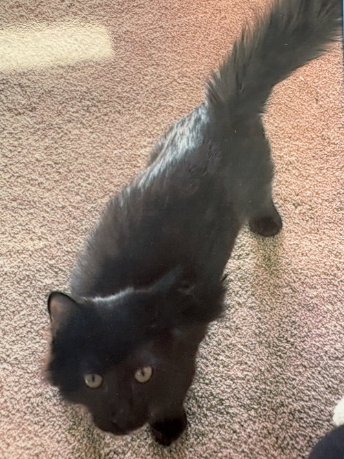 picture of the cat needing adoption