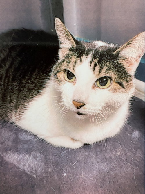 picture of the cat needing adoption