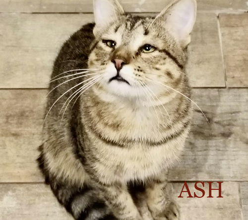 Ash