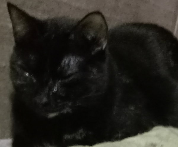Mae