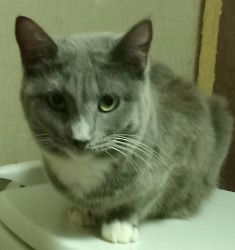 adoptable Cat in Phoenix, AZ named Joelle