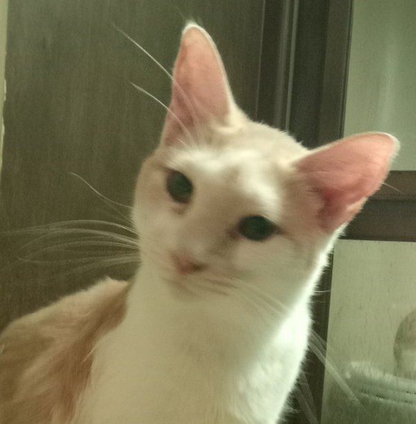 Jax