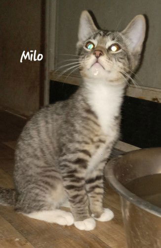 Milo