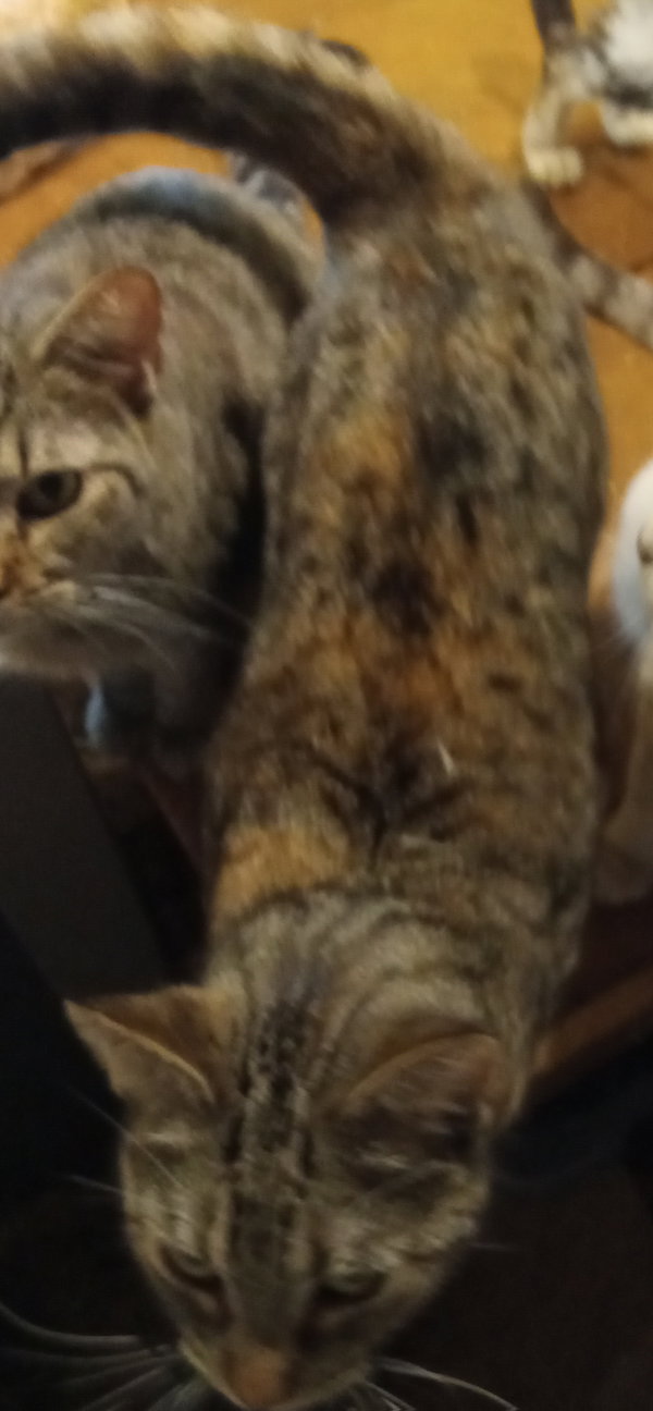Tia