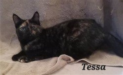 adoptable Cat in Phoenix, AZ named Tessa