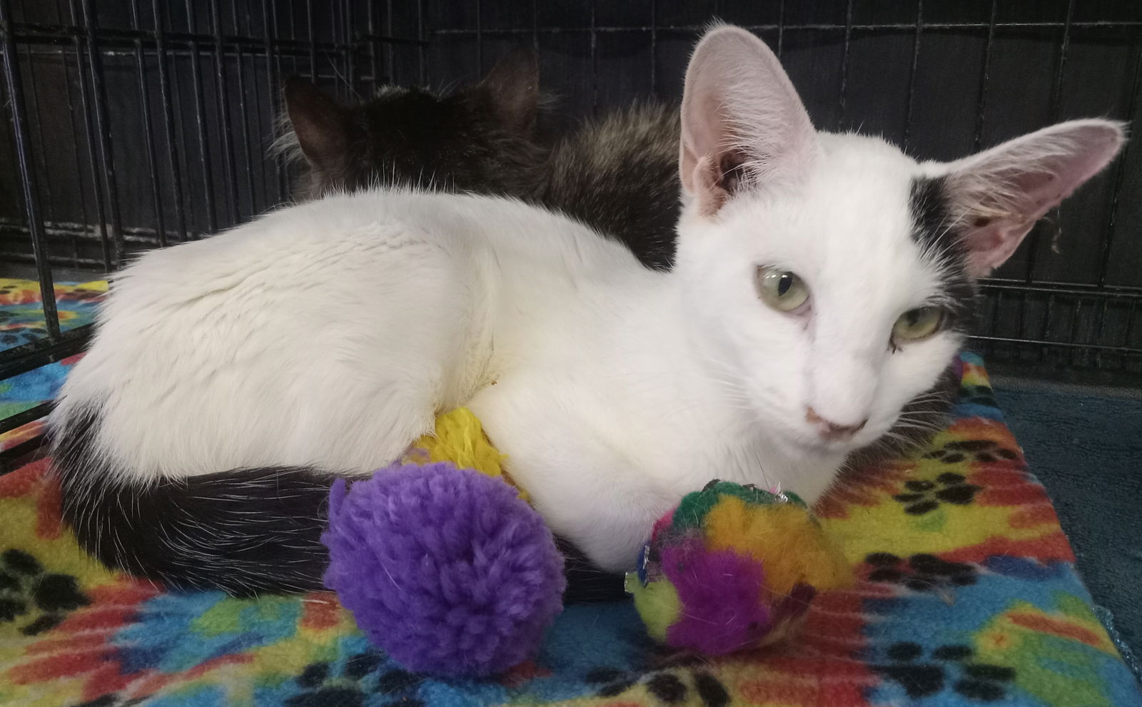 adoptable Cat in Phoenix, AZ named Leopold