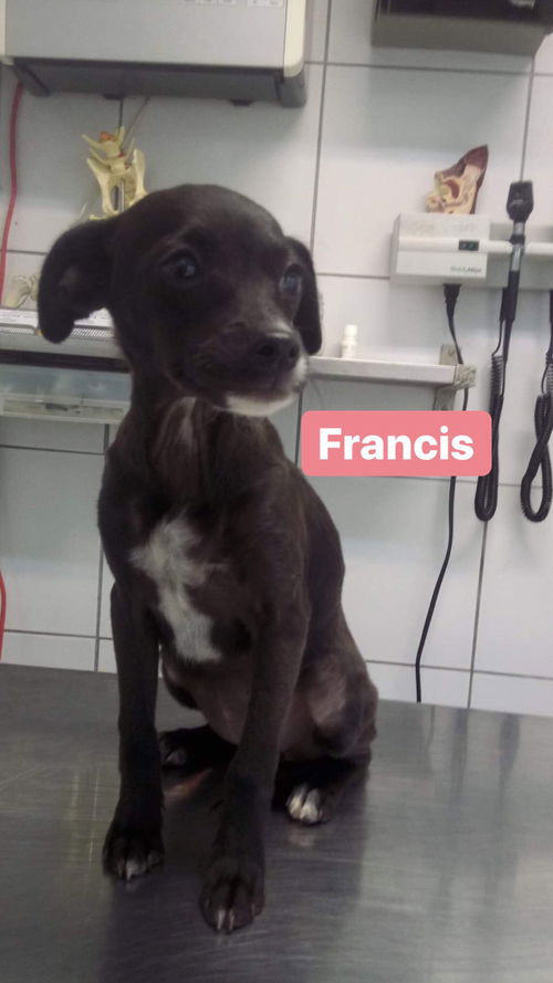 Francis