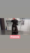 Francis