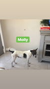 Molly