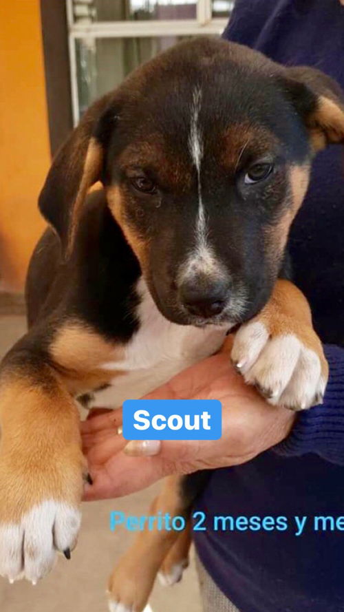 Scout