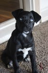 Tux