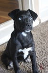 Tux