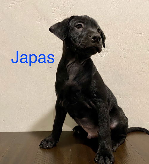 Japas