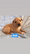 Bolt