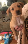 Bolt