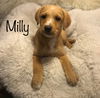 Milly