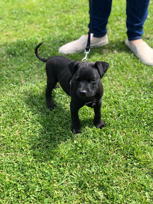 Rockie