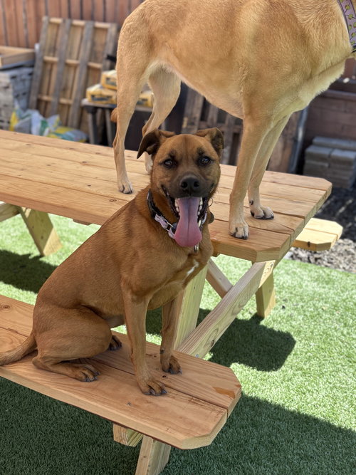 PHOEBE - Labrador Retriever / Black Mouth Cur available for adoption