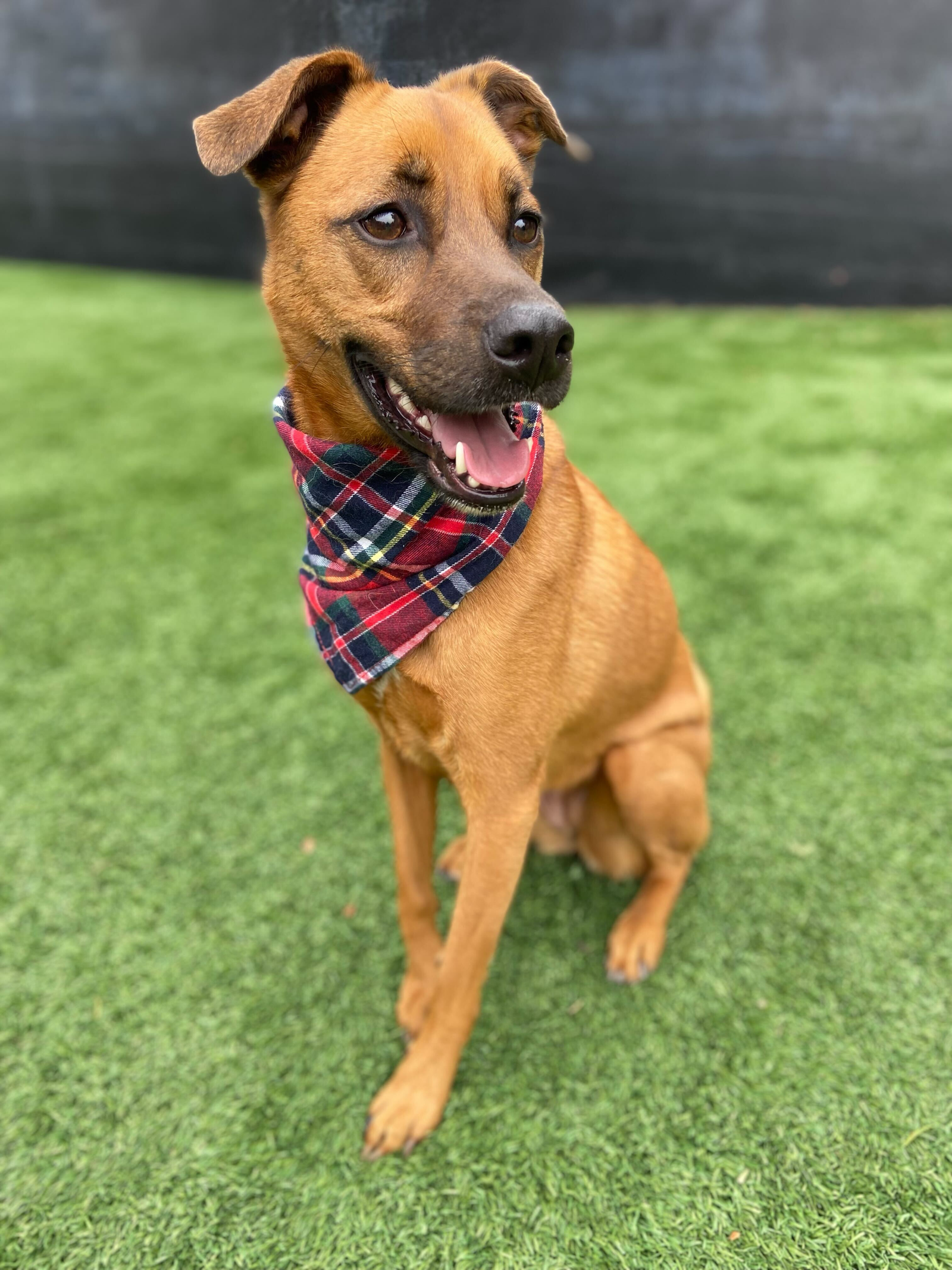 adoptable Dog in San Diego, CA named Phoebe