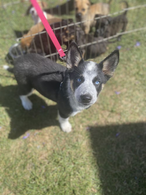 Frankie