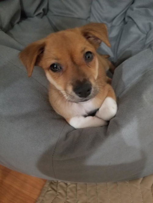 Friends Litter - Chandler