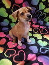 Friends Litter - Chandler