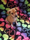 Friends Litter - Chandler