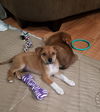 Friends Litter - Chandler