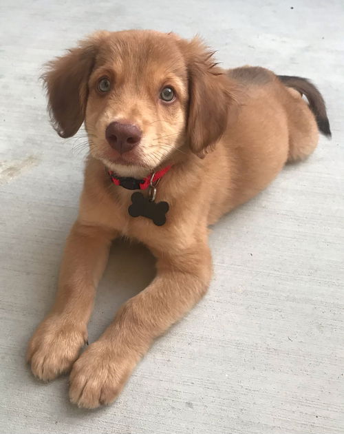 Rider - Rodeo Litter