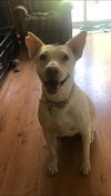 Nayla