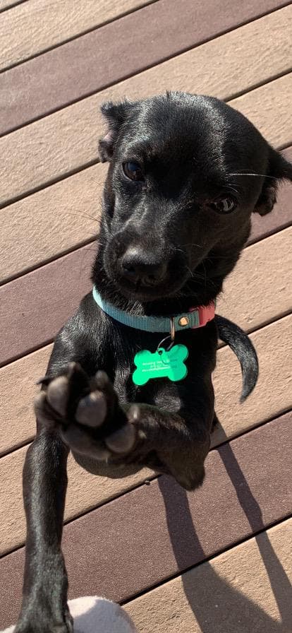 Finley