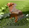 Football Litter-Punt