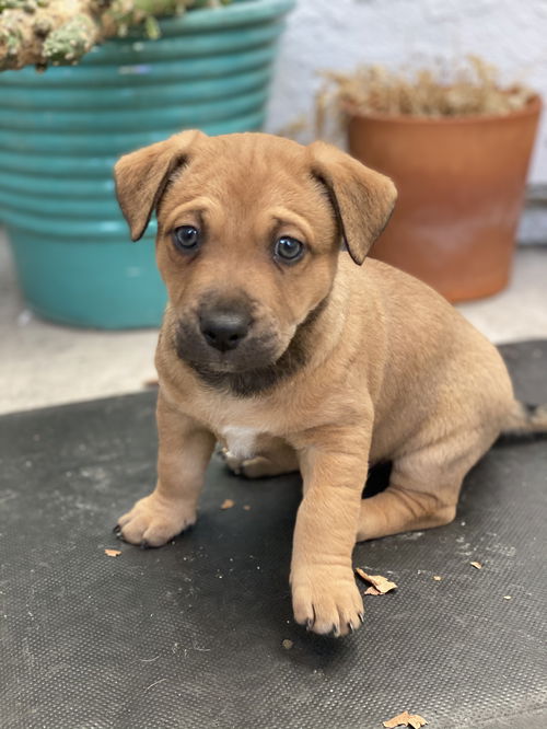 Baseball Litter-Dodger