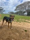 adoptable Dog in san diego, CA named Aloha