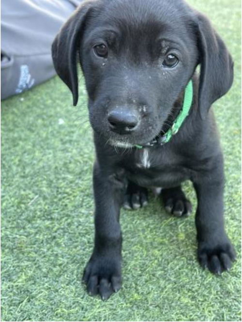 Hockey Litter- Bender